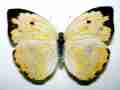 Phoebis argante larra bilateral mosaic gynandromorph from French Guiana (Internet Image property of respective owner, non-commercial use only)
